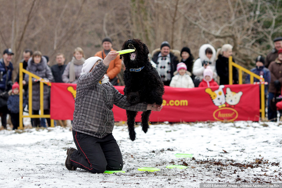 «Праздник для собак»: фоторепортаж из Ботанического сада