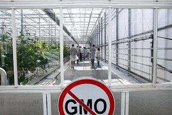 Правительство РФ утвердило штрафы за отсутствие маркировки на продуктах с ГМО