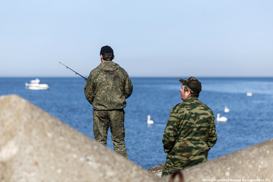 По несколько рыбин за раз: в Балтийске начался массовый лов салаки