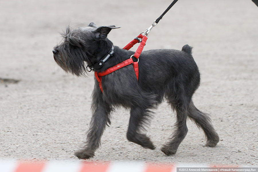 «Чистокровные двортерьеры»: фоторепортаж с выставки собак «Дворянское собрание»