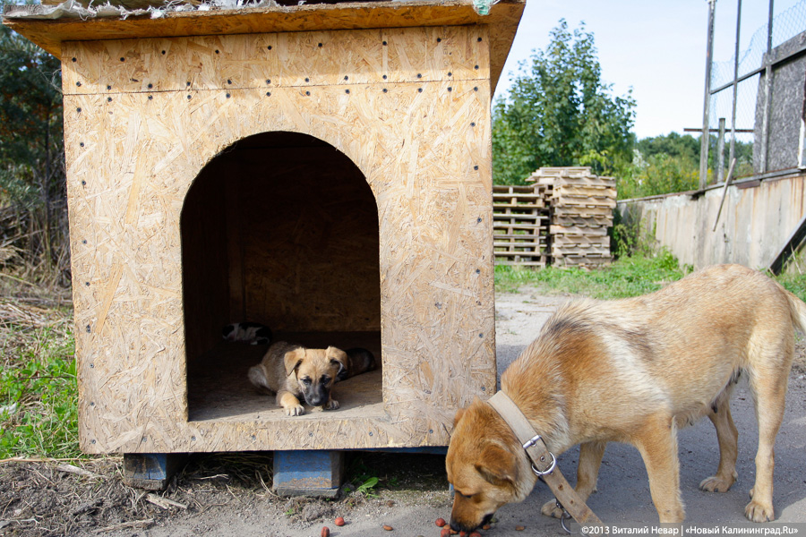 Естественный отбор: что творится за забором Службы защиты животных (фото)