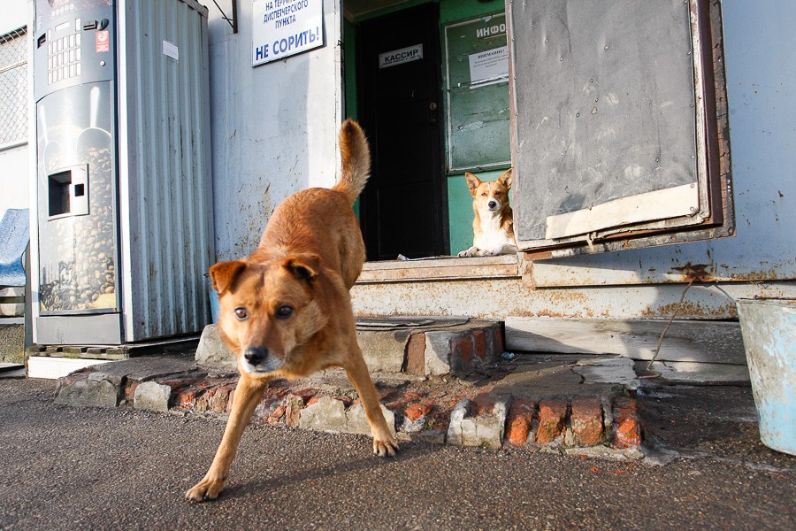 Изумительная тенденция: как сотрудники мэрии Калининграда проверяли состояние автобусов (фото)