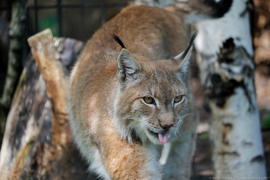 Фото: Виталий Невар / Новый Калининград
