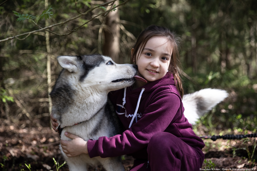 Совсем не Джек Лондон: как калининградцы с питомцами соревновались в ездовом спорте (фото)