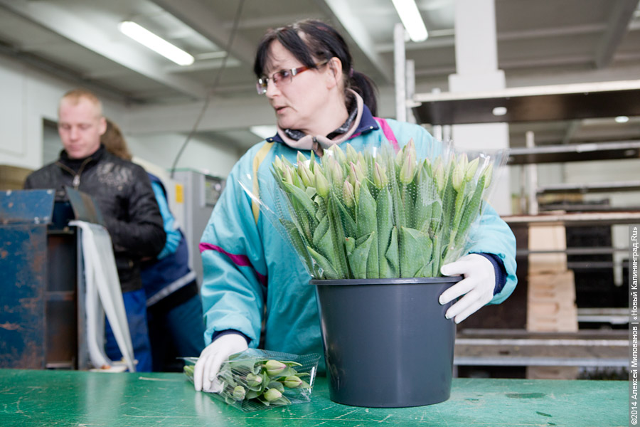 Букет к празднику: в Калинково вырастили 6 миллионов тюльпанов