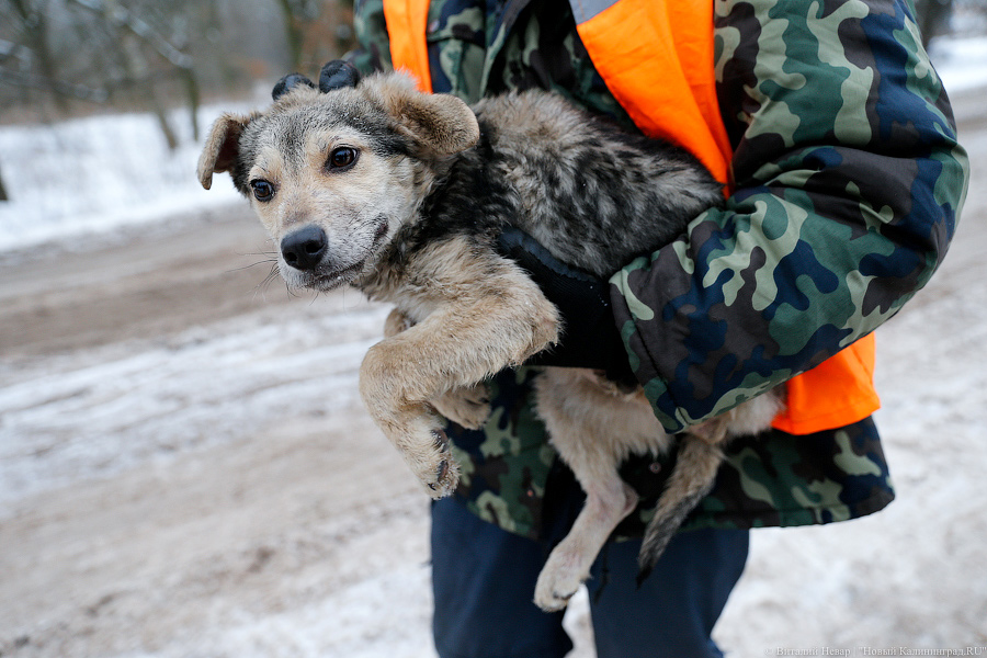 «Петля, намордник, ошейник»: как волонтеры бездомных собак отлавливают