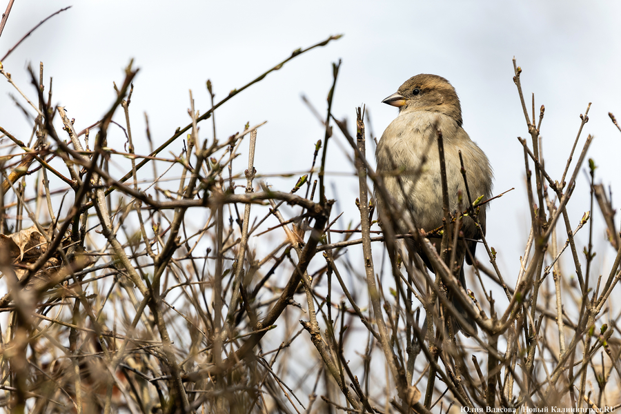 И пух, и перья: как в Калининградском зоопарке отметили День птиц (фото)