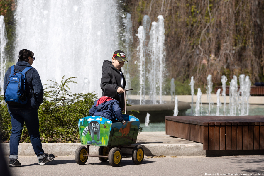 «Быки» и «младенцы»: в Калининграде начался сезон фонтанов (фото)