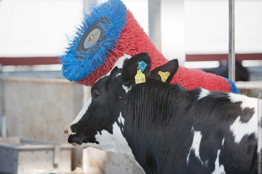 Голштино-фризская «карусель»: в Полесском районе открылся новый молочный комплекс (фото)