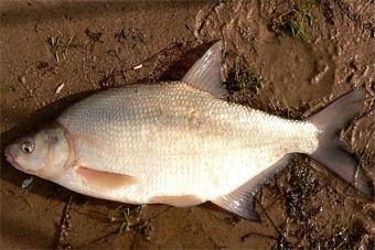 В Куршском заливе транспортная полиция задержала двоих браконьеров с 300 кг рыбы
