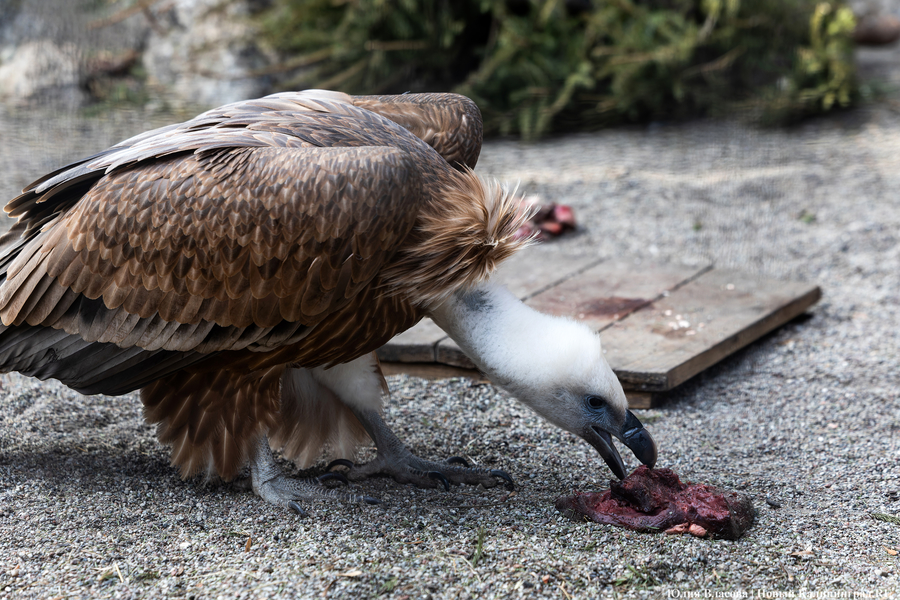 И пух, и перья: как в Калининградском зоопарке отметили День птиц (фото)