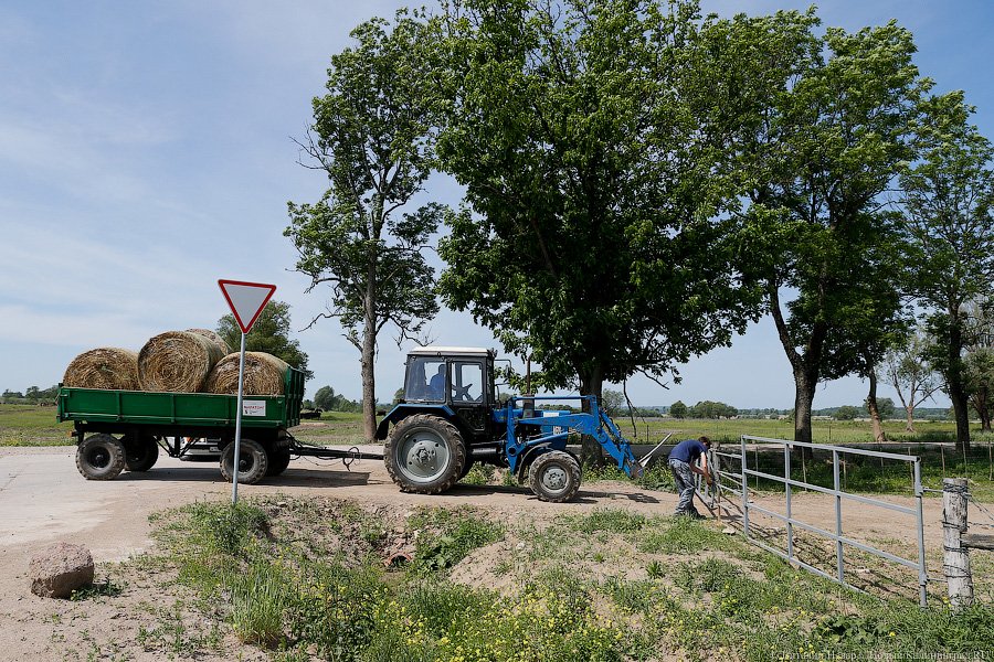 Бойня за землю: что мешает развиваться «Мираторгу» в Калининградской области
