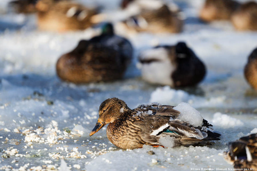 Ледяной плен: в парке Зеленоградска спасают замерзающих уток (фото)