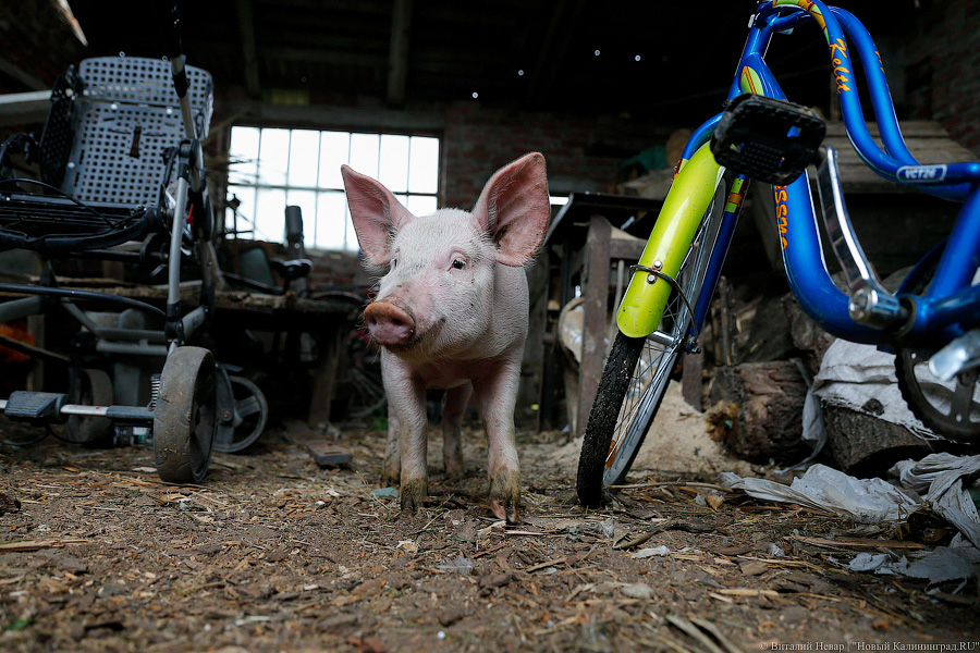 Картошка с молоком: как живут «лучшие начинающие фермеры России» из Славска