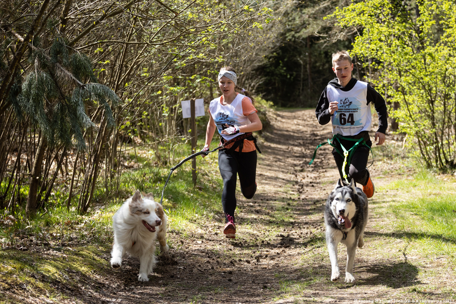 Совсем не Джек Лондон: как калининградцы с питомцами соревновались в ездовом спорте (фото)