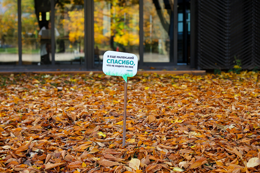 Время тыквы: как в Калининграде проходит необычная осень (фото)