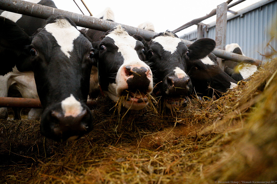 Картошка с молоком: как живут «лучшие начинающие фермеры России» из Славска