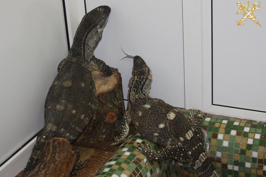 Белорусские таможенники обнаружили в поезде «Калининград — Москва» двух варанов