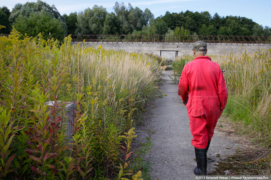 Естественный отбор: что творится за забором Службы защиты животных (фото)