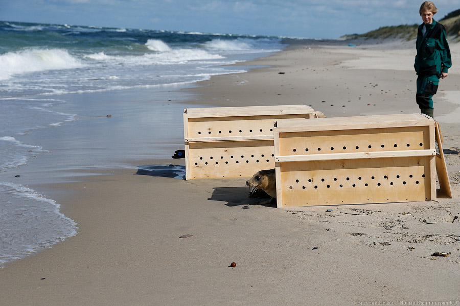 Тюлений «выпускной»: как животные из зоопарка обрели свободу на Балтике