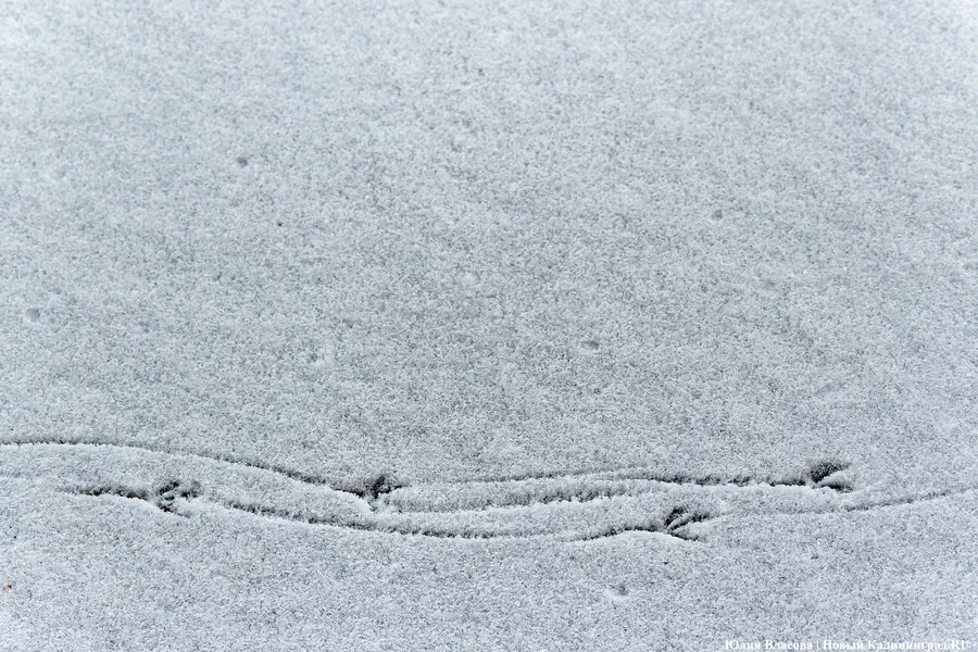 Калининградские сугробы обогнали по высоте большую часть восточной Европы