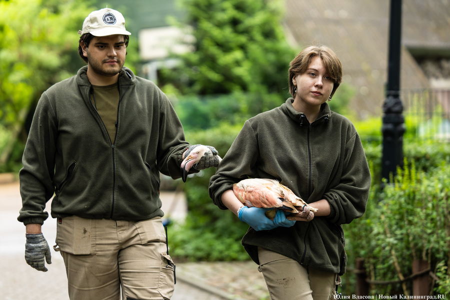 Вольные птицы: в зоопарке Калининграда пернатых выпустили в водоемы (фото)