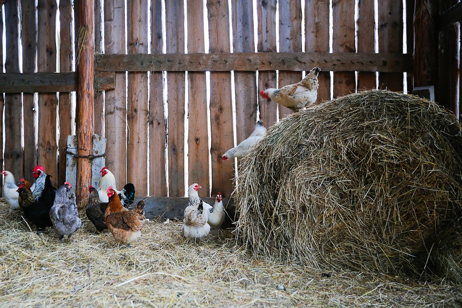«Боосбан нас отрезал»: жизнь поселка Матросово рядом с Приморским кольцом