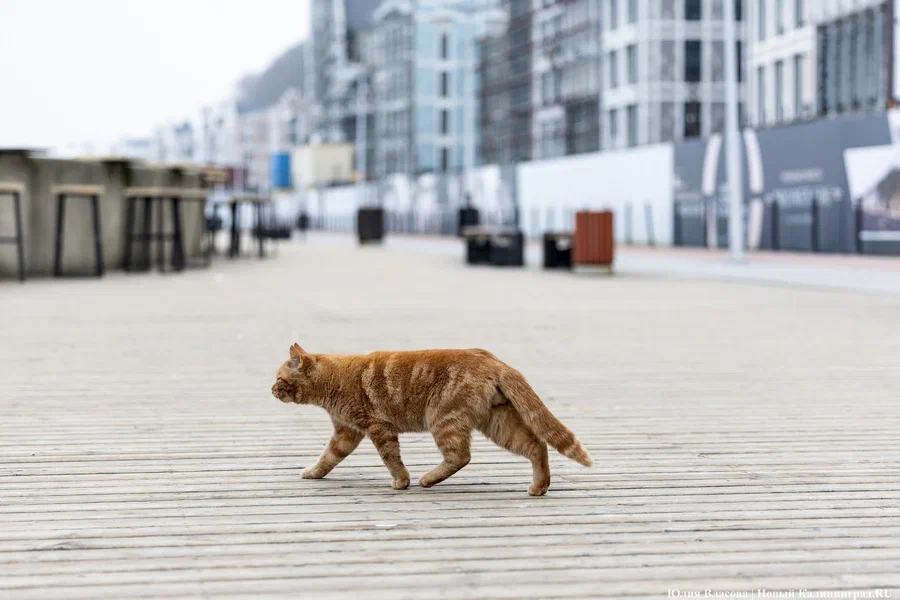 Переменная облачность, сухо: погода в Калининграде 30 сентября