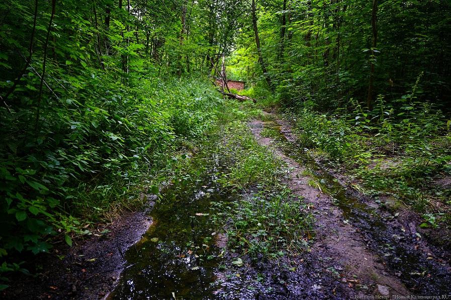 Минэкологии о тотальном обследовании Суздальского леса: это вопрос городских властей