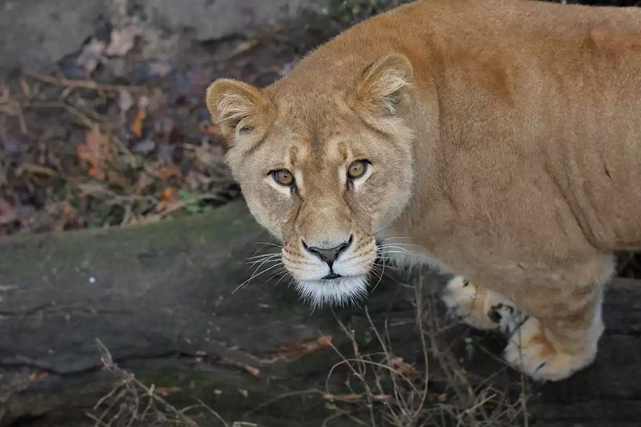 Фото: Калининградский зоопарк