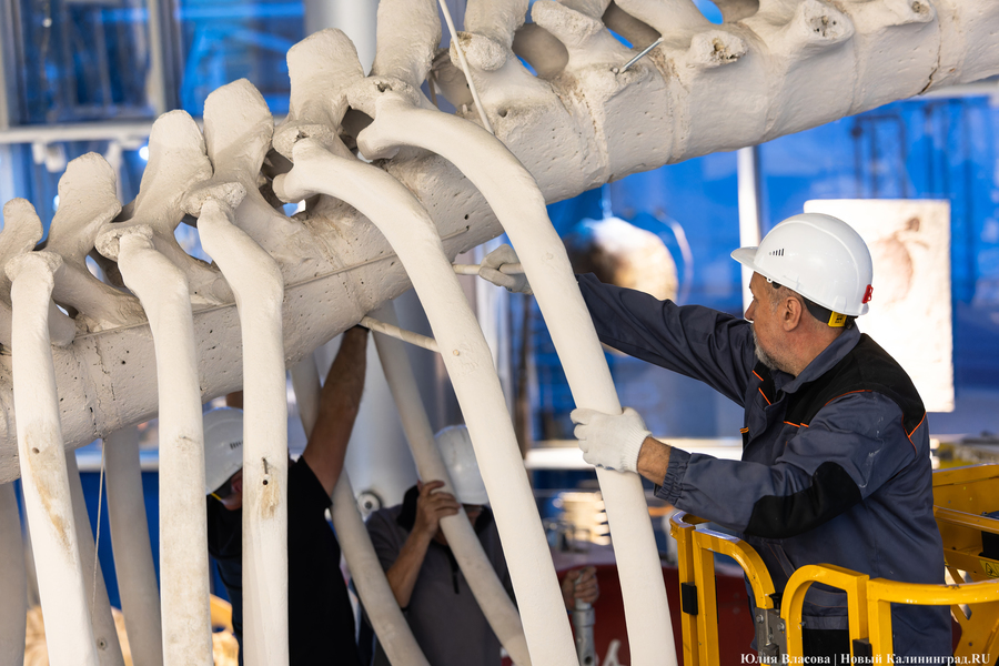 Первый «обитатель» «Планеты Океан»: скелет кашалота переезжает из «Глубины» (фото)