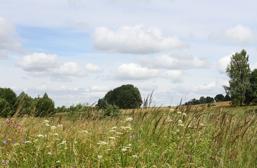Сто дней после леса: как прошёл фестиваль «Соседи» в Краснолесье