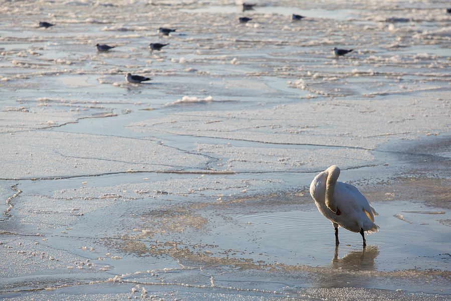 Сотня белых лебедей: как в Балтийске поддерживают замерзающих птиц