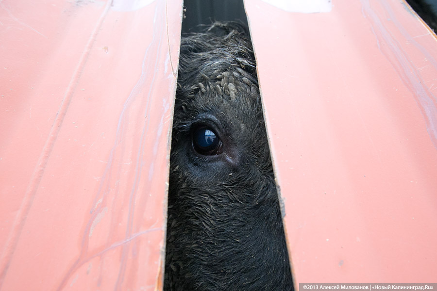 19 ноября 2013: 4200 коров из Канзаса прибыли в Калининград