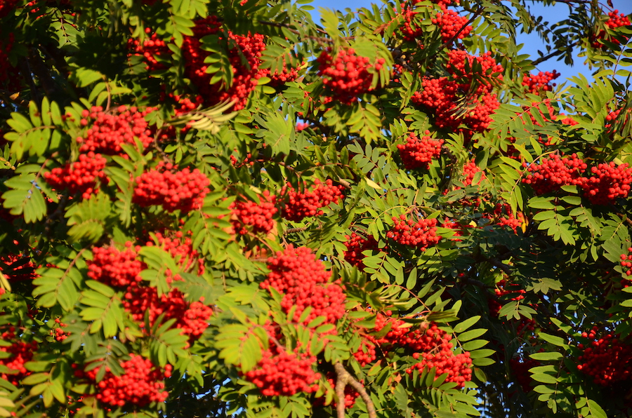 Русский север, русский дух и Белое море: для чего нужно ехать на Соловки (фото)