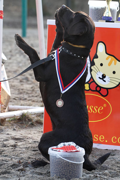«Главные по тарелочкам»: фоторепортаж с соревнований по дог-фрисби