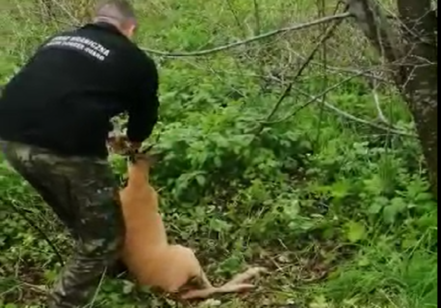 Польские таможенники помогли козлу (видео)