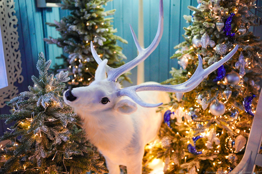 Свая Эдик вместо Снегурочки: у стадиона «Калининград» появился Домик Деда Мороза (фото)