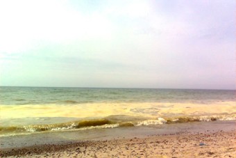 На побережье Куршской косы выпали осадки из сосновой пыльцы