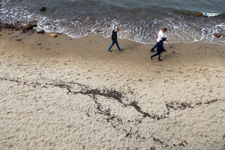 Прерванный полёт: берег Балтийского моря засыпан мертвыми майскими жуками