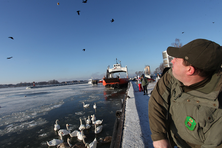 Сотня белых лебедей: как в Балтийске поддерживают замерзающих птиц
