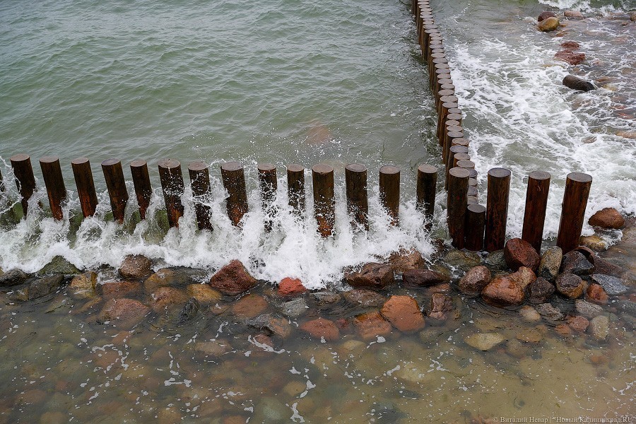 Много лиственницы и чуть песка: как выглядит светлогорский «пляж»  