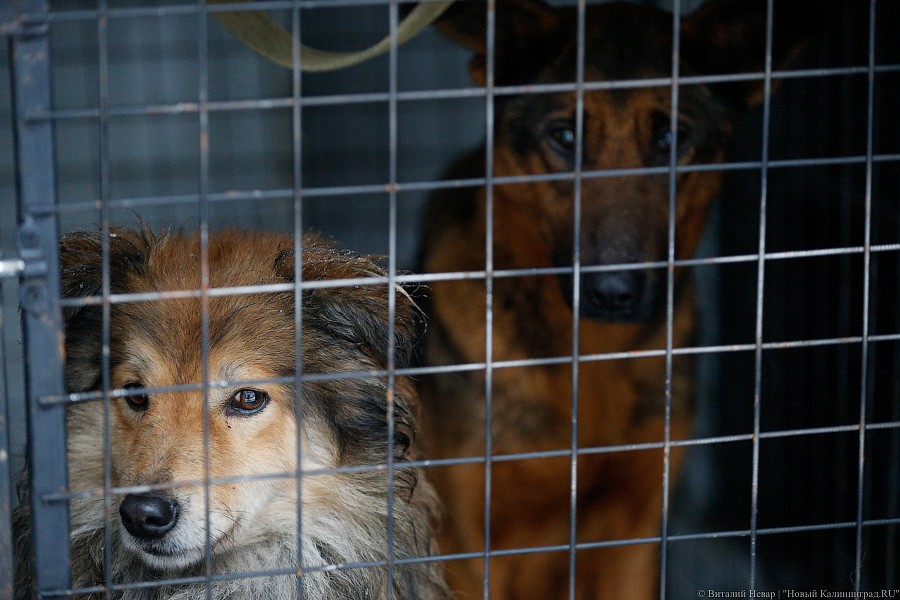 В Калининграде полицейские задержали специалистов, отлавливающих собак перед ЧМ-2018