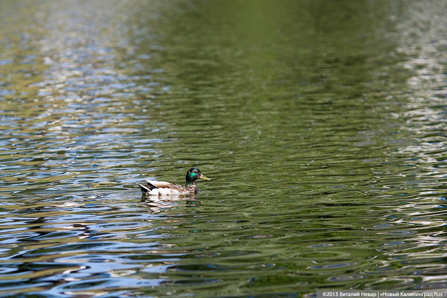 В Калининграде определены пять пляжных зон