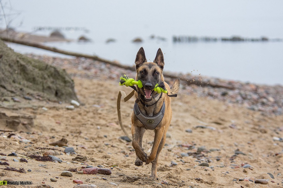 Четыре калининградские собаки претендуют на «Лохматый оскар»