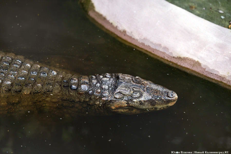Финансирование реконструкции аквариума в зоопарке вынесли на обсуждение