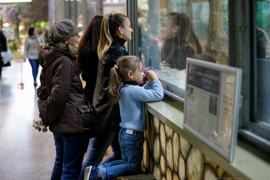 70 зданий Калининградского зоопарка требуют капремонта