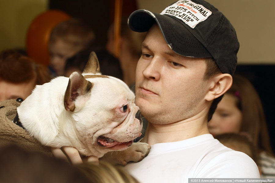 «Ой какая маленькая»: дефиле мини-собачек в музее янтаря