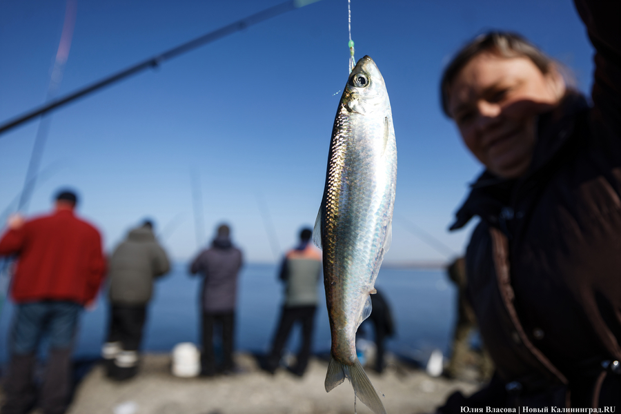 По несколько рыбин за раз: в Балтийске начался массовый лов салаки
