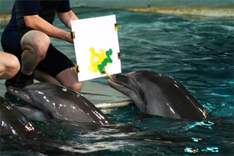 В Калининграде открылась выставка картин, написанных дельфинами